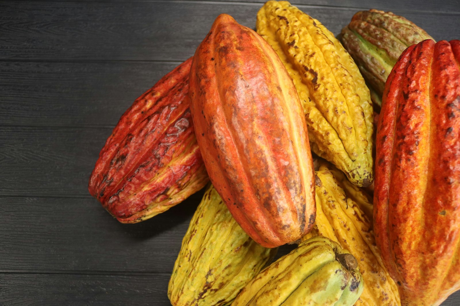 Mazorcas de cacao rojas y amarillas