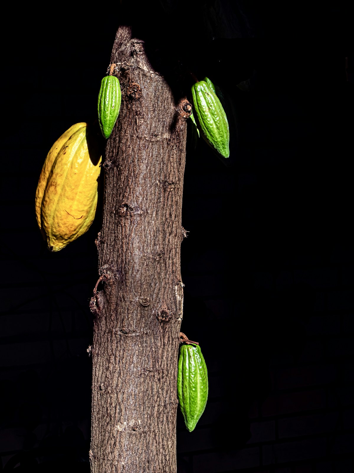 Paisaje de finca cacaotera demo