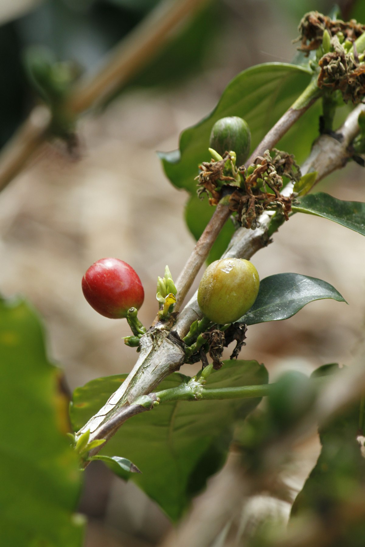 Paisaje de finca cafetera demo
